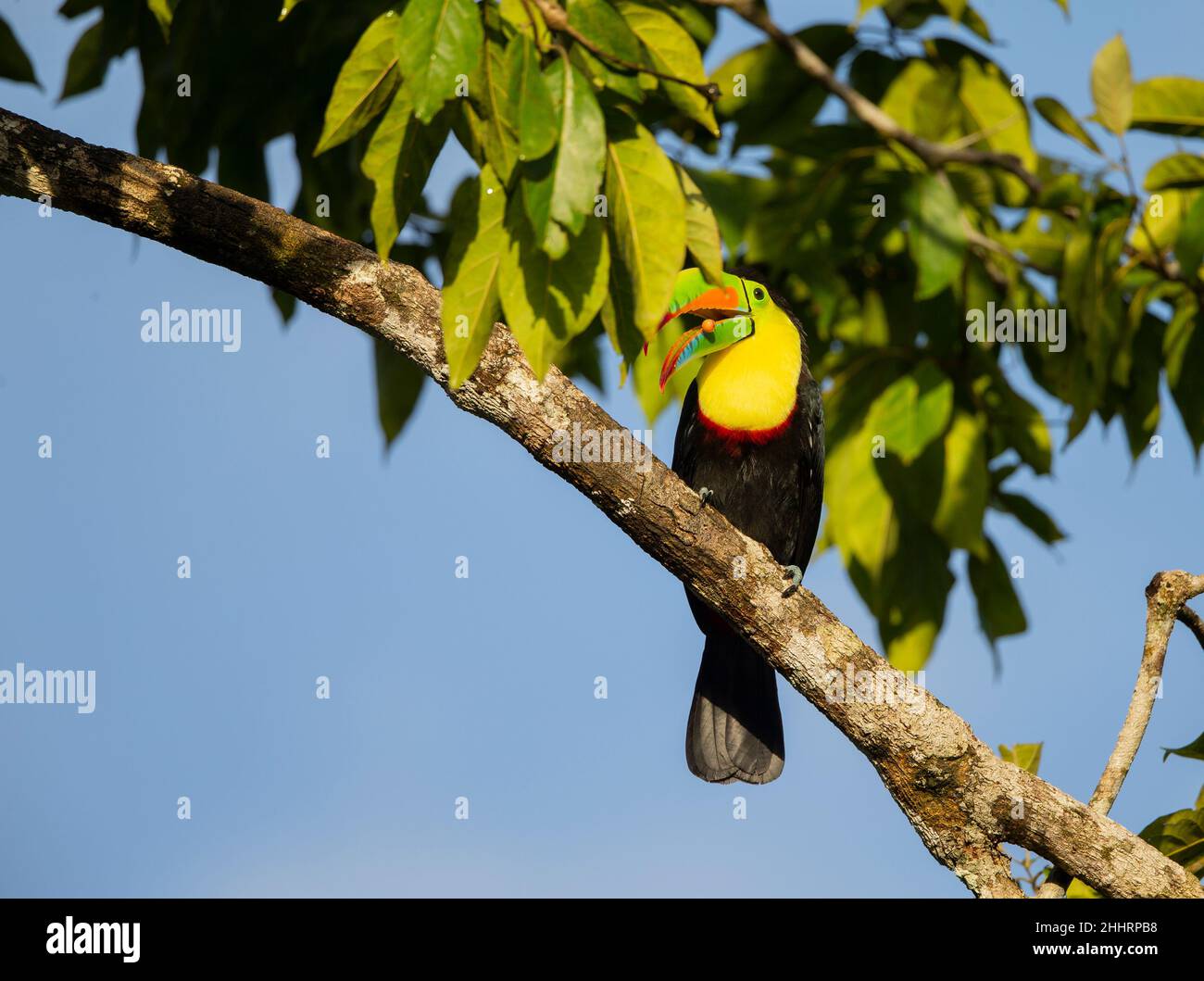 Keel-billed Toucan (Ramphastos sulfuratus), sulfur-breasted toucan or rainbow-billed toucan Stock Photo