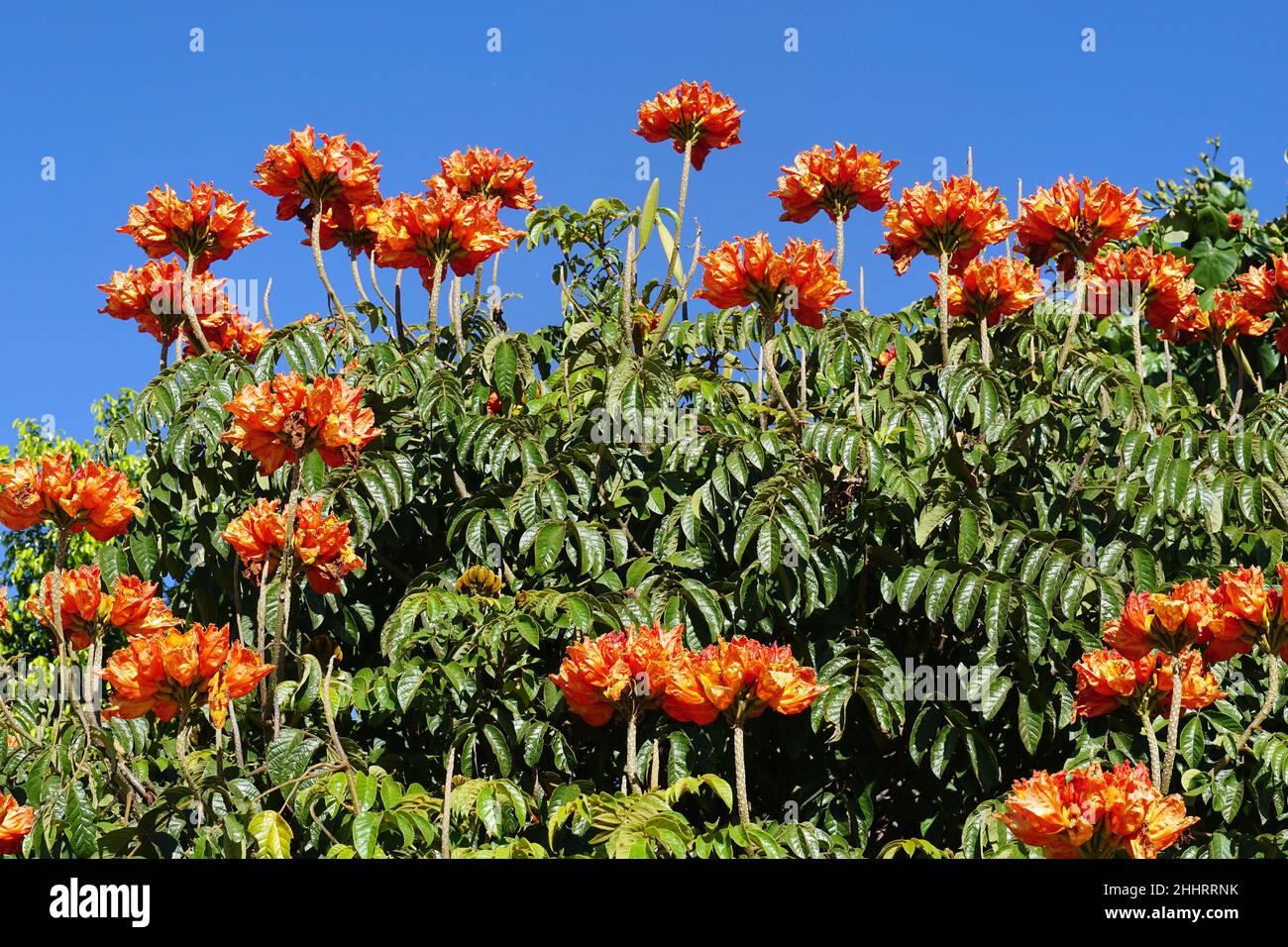 African tulip tree, Afrikanischer Tulpenbaum, Spathodea campanulata
