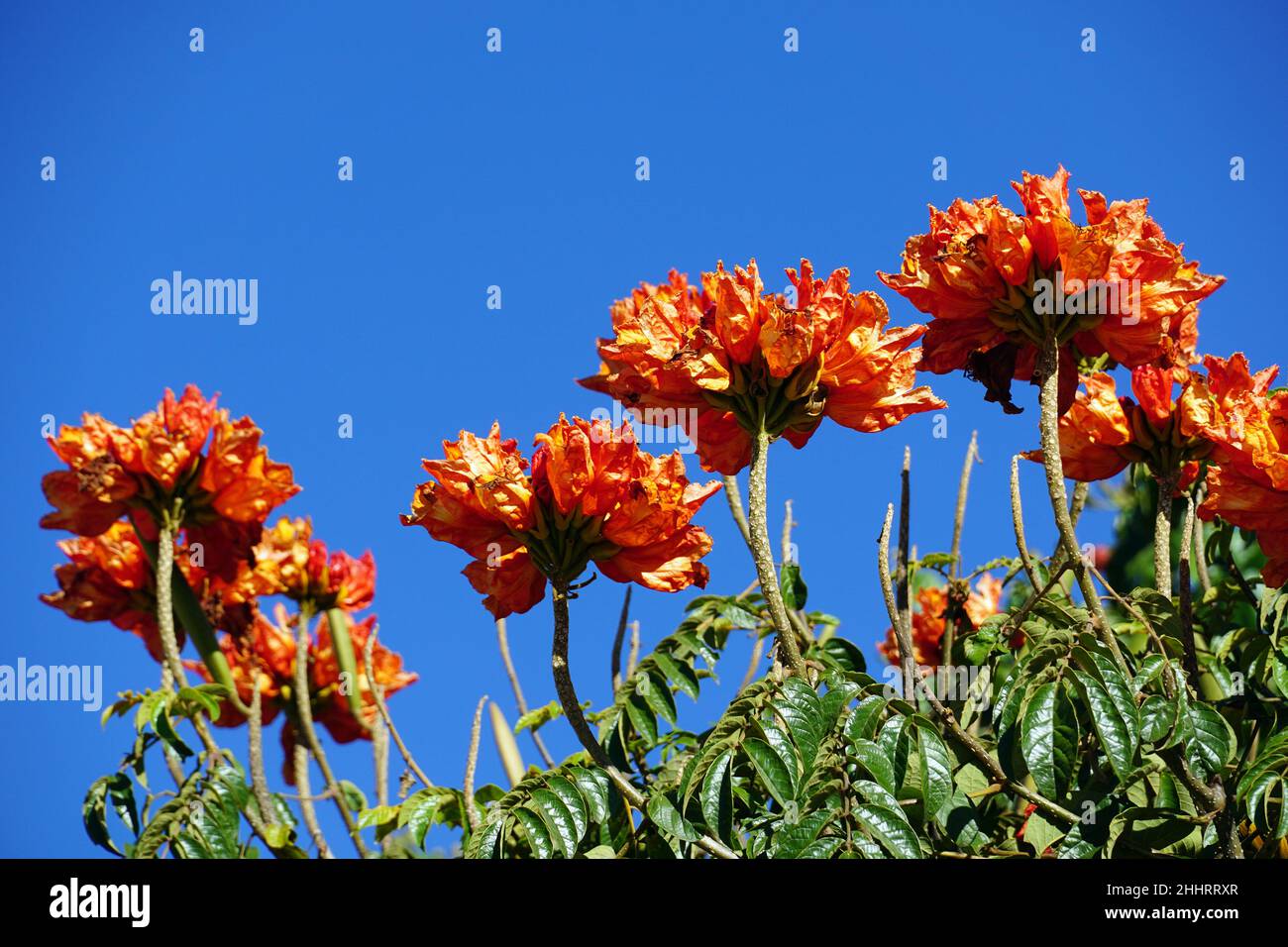 African tulip tree, Afrikanischer Tulpenbaum, Spathodea campanulata
