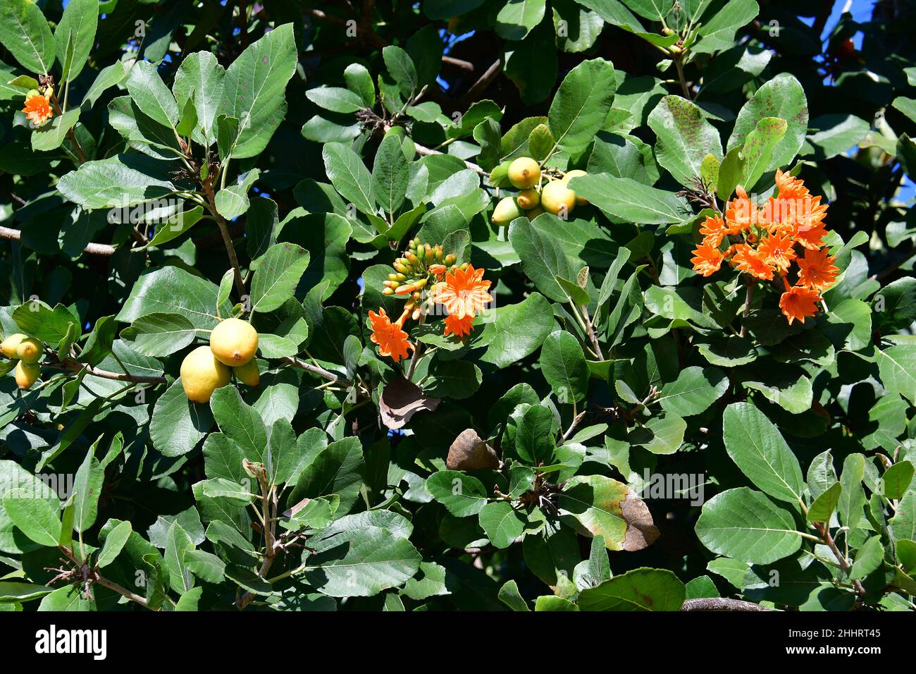 ziricote, Cordia dodecandra, Mexico, North America Stock Photo