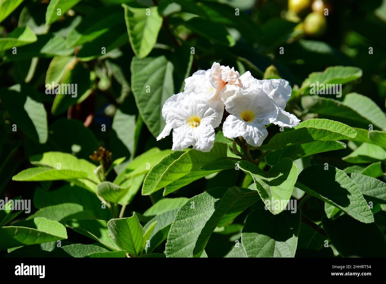 anacahuita, Mexican olive, white cordia, Texas wild olive, Cordia boissieri, Mexico, North America Stock Photo