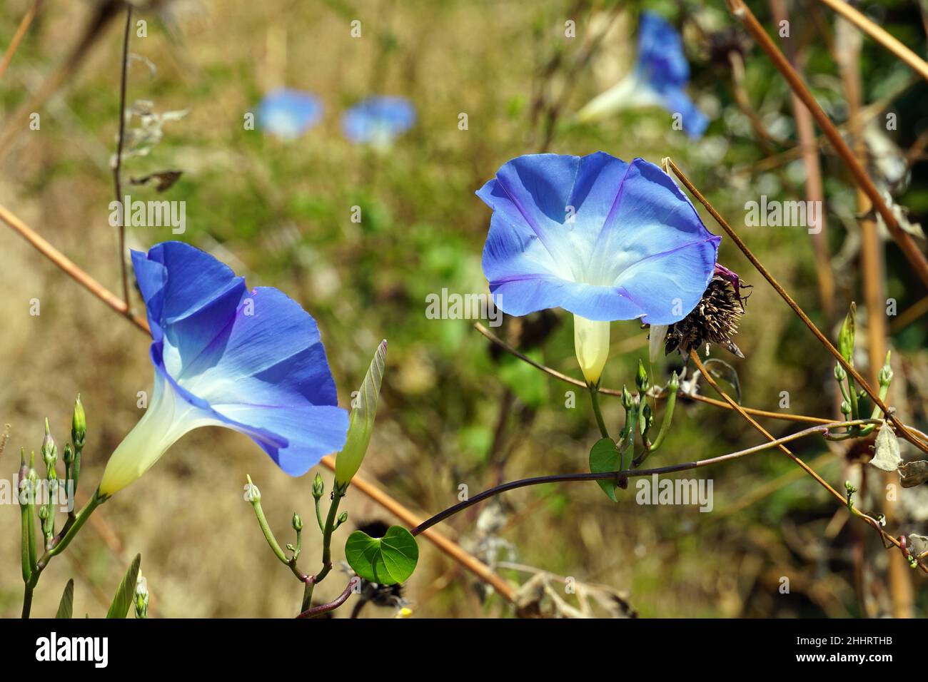 Mexican morning glory or just morning glory, Himmelblaue Prunkwinde, Kaiserwinde, Ipomoea tricolor, kék hajnalka, Mexico, North America Stock Photo