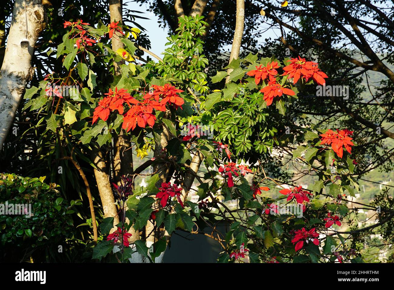 zimmerpflanzen schattenliebend Zimmerpflanzen-Set 