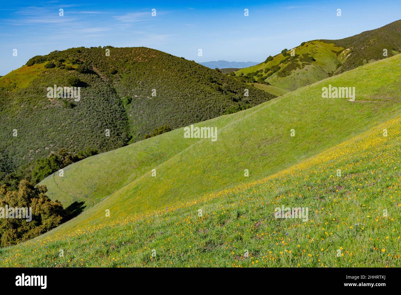 Hilside meadow dotted with yellow wildflowers in a landscape of green hills in Toro Park near Monterey, California Stock Photo