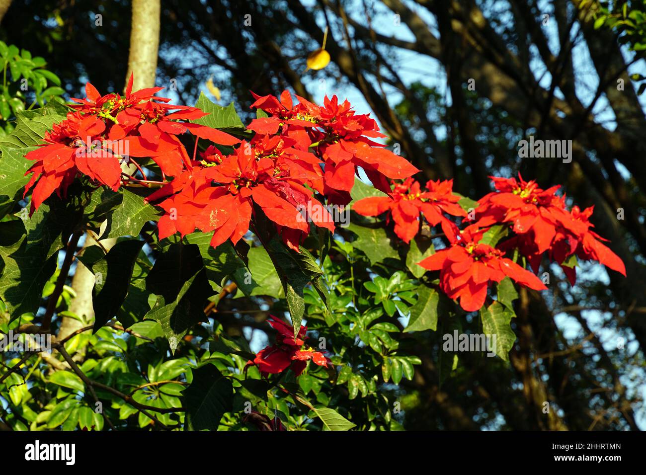 Weihnachtsstern hi-res stock photography and images - Alamy