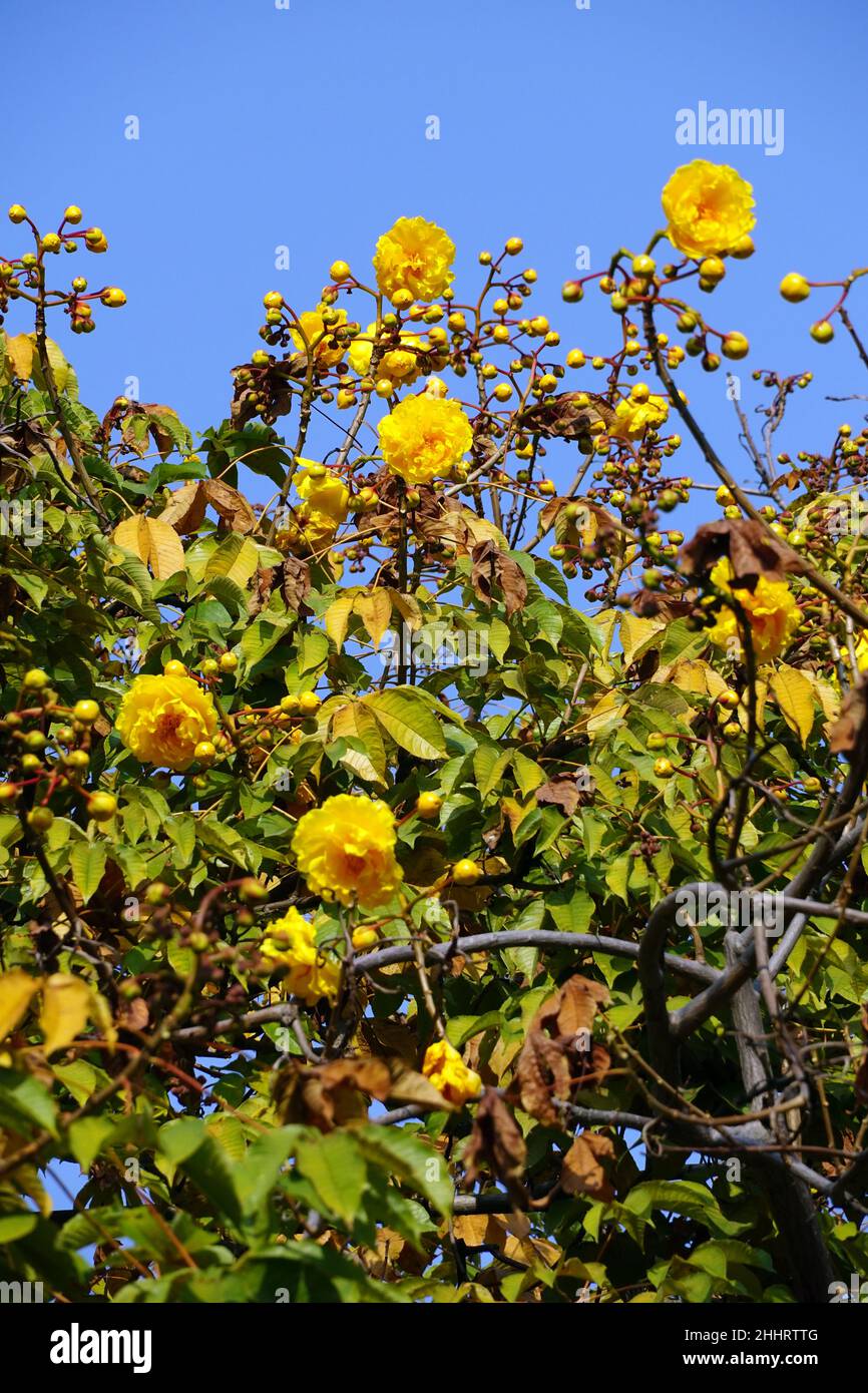 Butterblumenbaum, Cochlospermum vitifolium, Mexico, North America Stock Photo