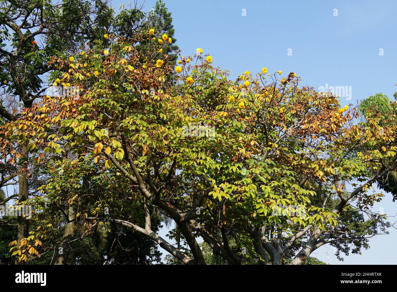 Butterblumenbaum, Cochlospermum vitifolium, Mexico, North America Stock Photo