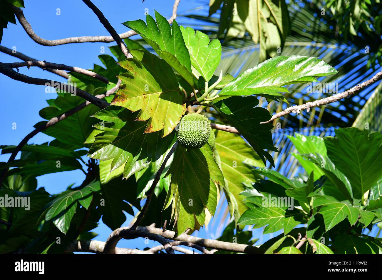 Breadfruit, Brotfruchtbaum, Arbre à pain, Artocarpus altilis, trópusi ...