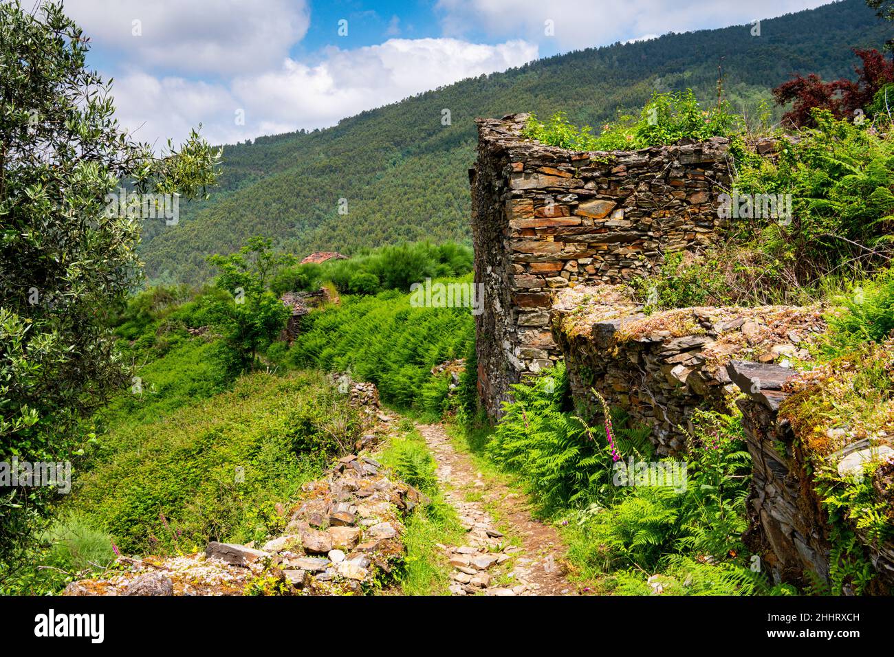Overgrown ruins and lush landscape along the fern-lined hiking trail to the schist village of Talasnal in the Serra da Lousa mountains of Portugal Stock Photo