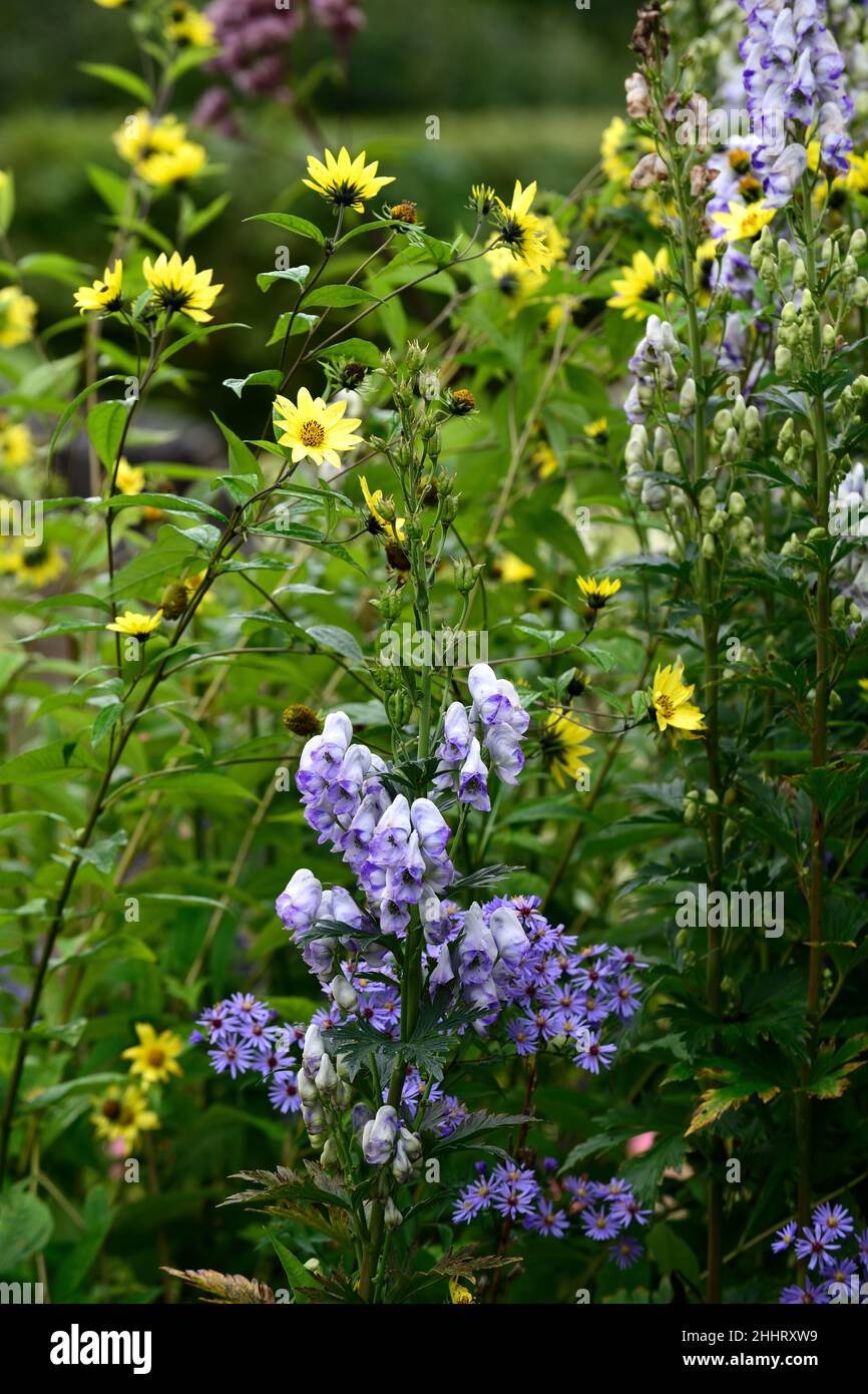 Aconitum x cammarum Bicolor,monkshood,Wolf's Bane,blue and white flowers,bicolor,bicolour,poisonous,toxic,deadly,flowers,helianthus lemon queen,mixed Stock Photo