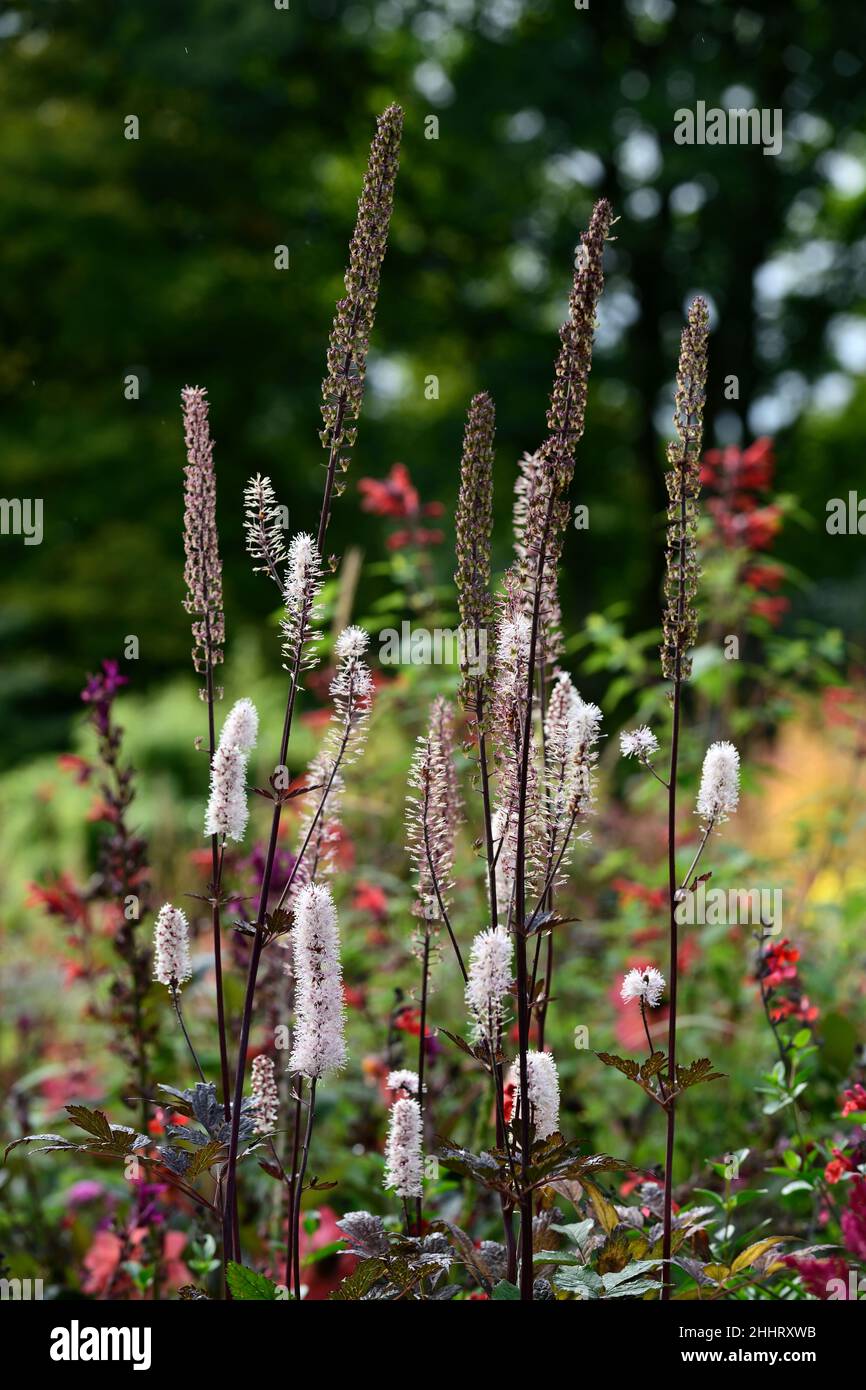 Actaea simplex Atropurpurea Group,cimicifuga racemosa,flower,flowers ,flowering,perennial,RM Floral Stock Photo