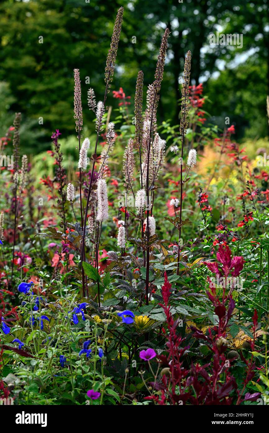 Actaea simplex Atropurpurea Group,cimicifuga racemosa,flower,flowers ,flowering,perennial,mixed bed,mixed border,mixed planting combination,RM Floral Stock Photo