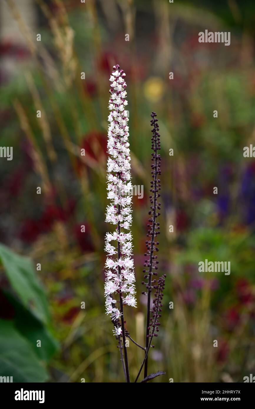 Actaea simplex Atropurpurea Group,cimicifuga racemosa,flower,flowers ,flowering,perennial,mixed bed,mixed border,mixed planting combination,RM Floral Stock Photo