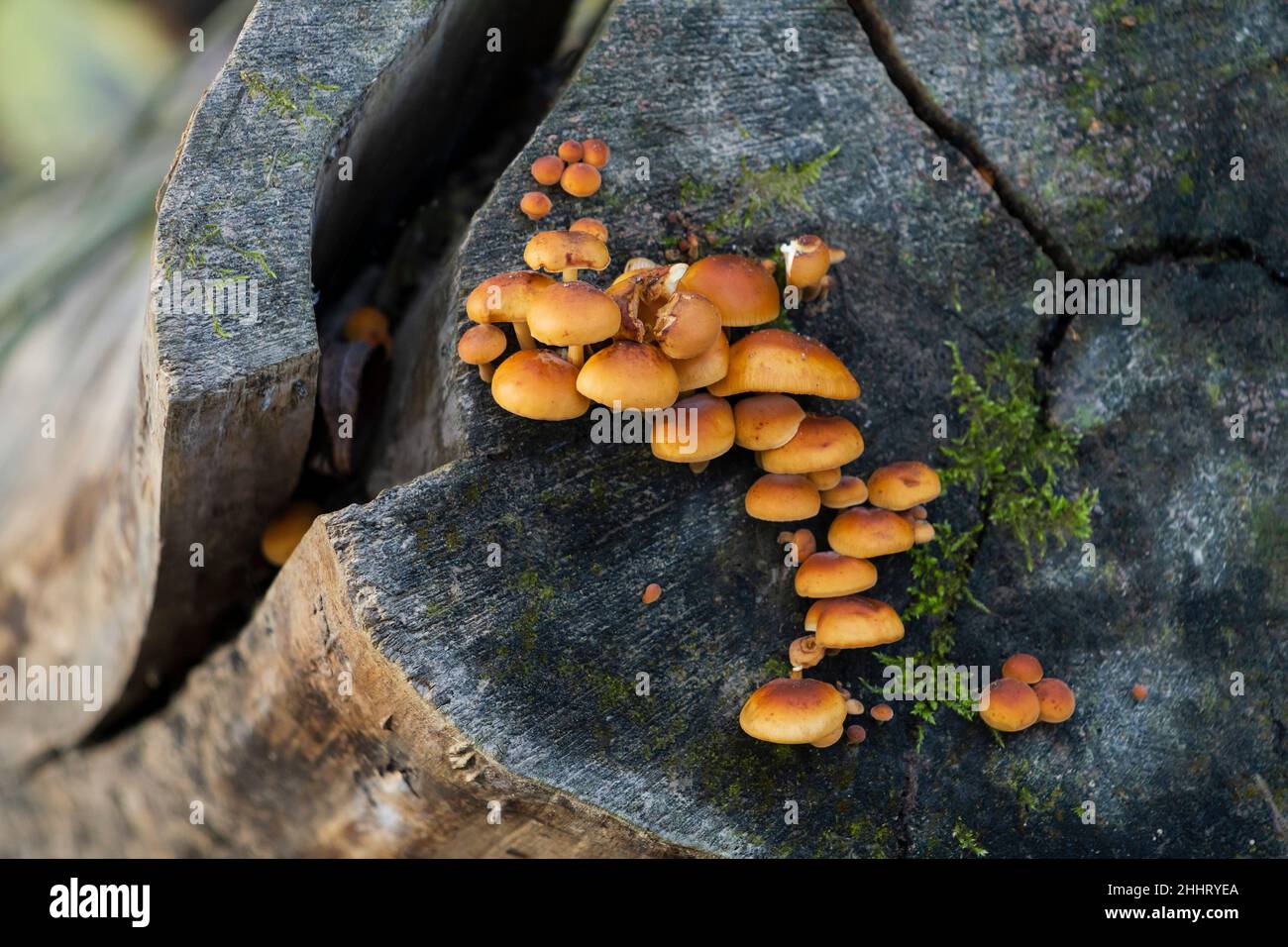 Fungi growing on felled tree, Scotland. Stock Photo