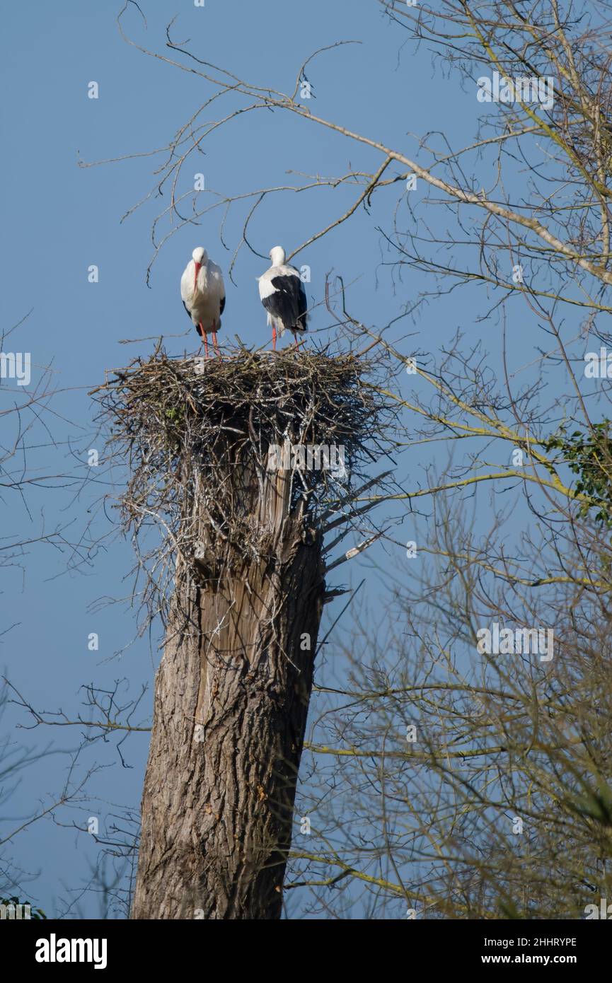 Cigognes en vol et nid en baie de Somme Stock Photo