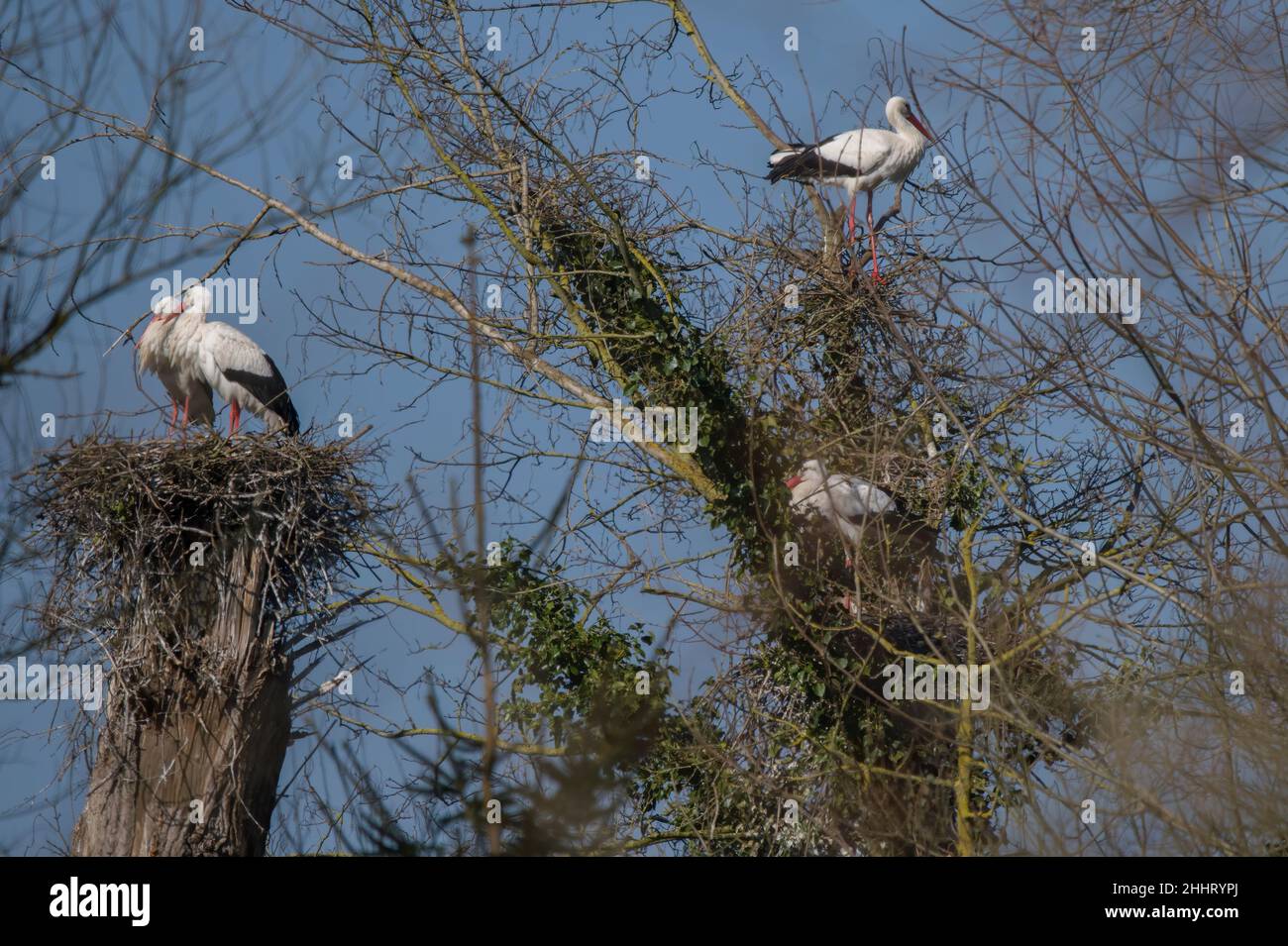 Cigognes en vol et nid en baie de Somme Stock Photo