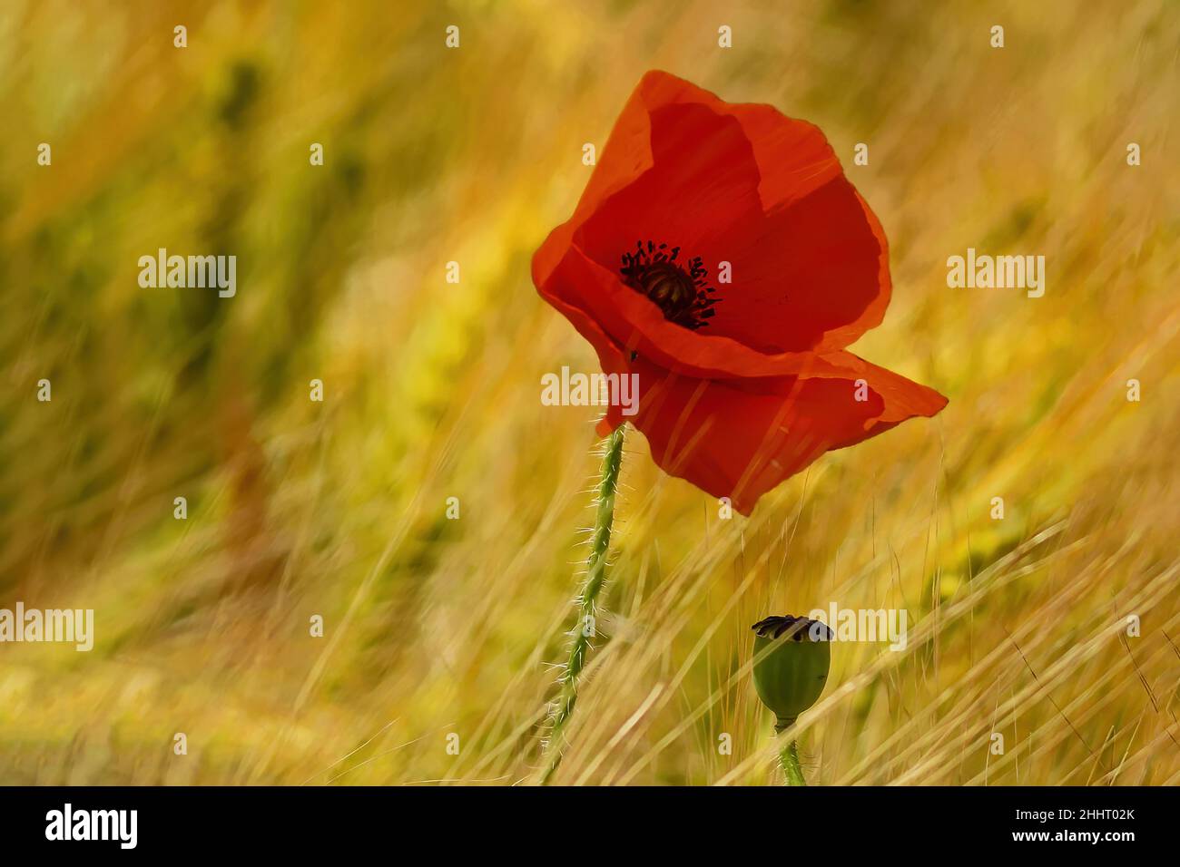 Champ de Coquelicots en fleur Stock Photo