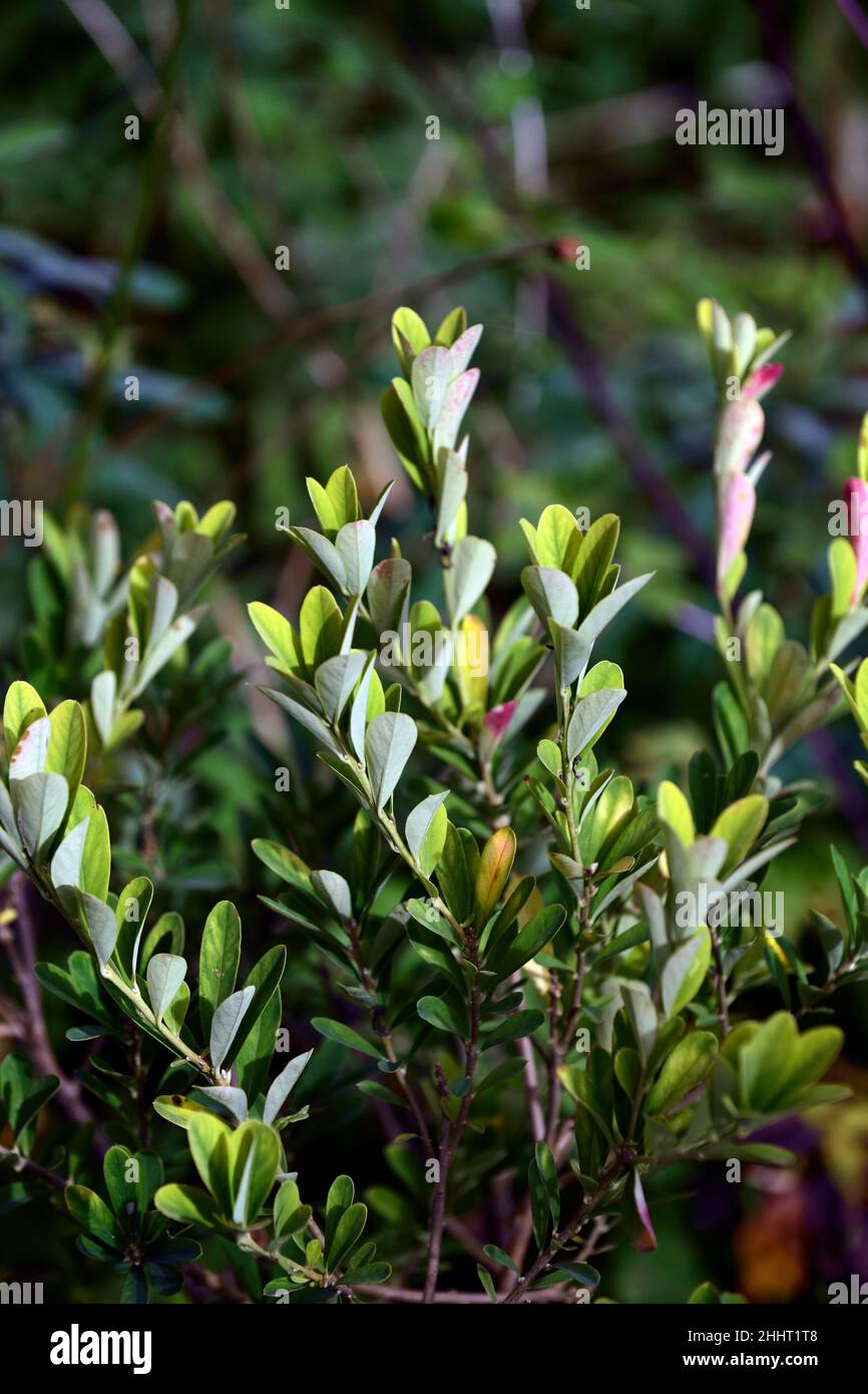 Daphne gemmata,jewelled daphne,leazves,foliage,deciduous shrub,shrubs,garden,RM Floral Stock Photo