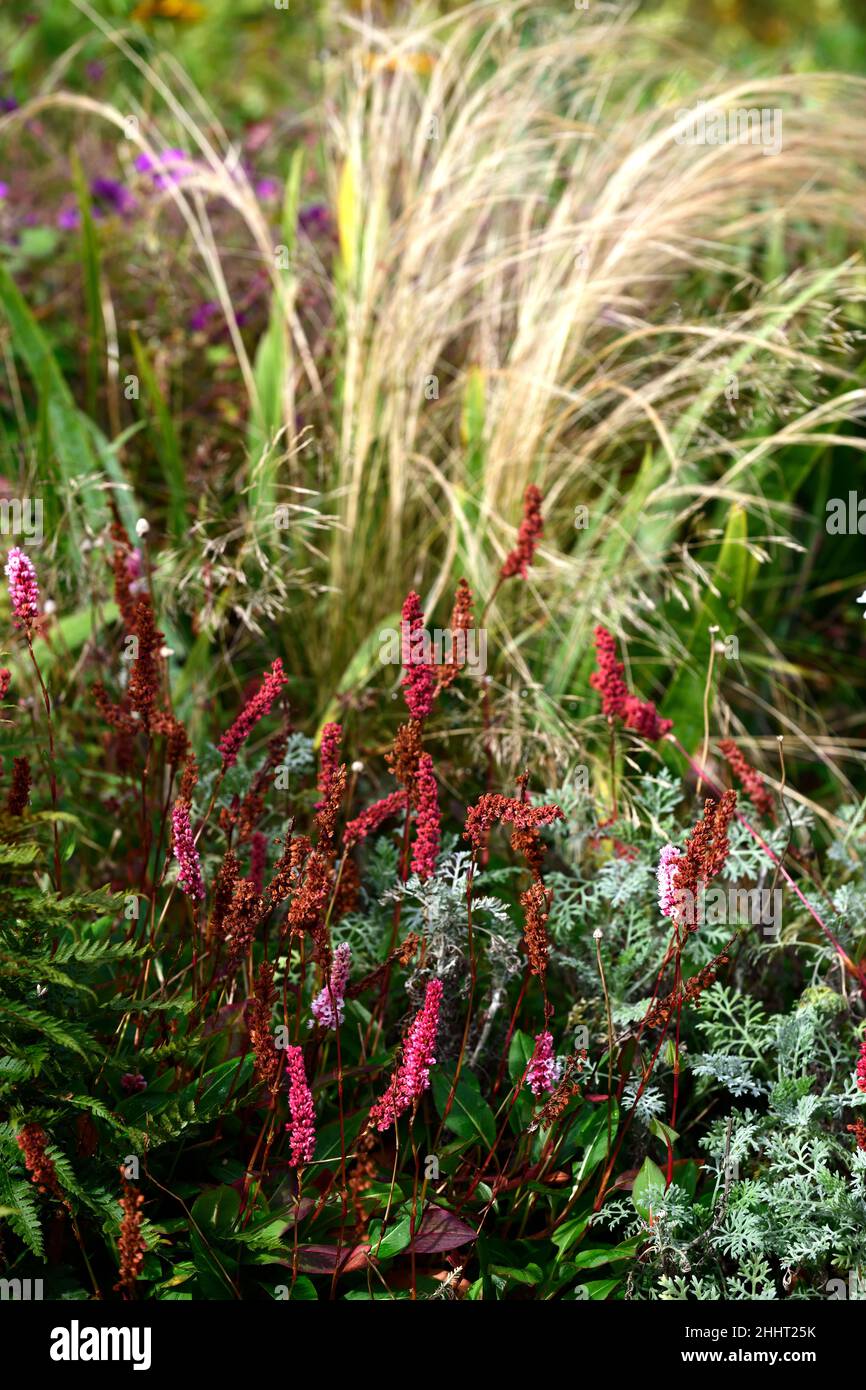 persicaria amplexicaulis Fat Domino,red flower, flowers,late flowering, perennial,display,Stipa tenuissima Pony Tails,grass,grasses,mixed planting sch Stock Photo