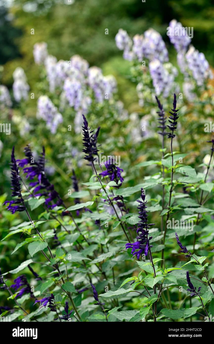 Salvia guaranitica Black and Bloom,purple,sage,sages,flower,flowers