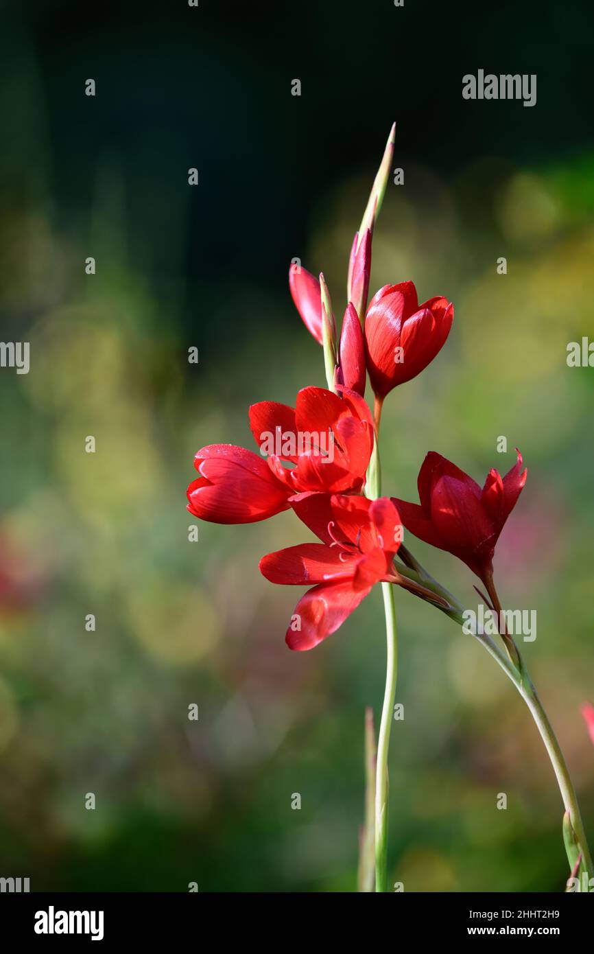 schizostylis coccinea major,red kaffir lily,lilies,red flower,red