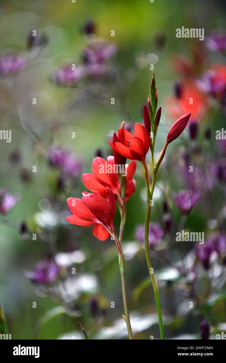 schizostylis coccinea major,red kaffir lily,lilies,red flower,red