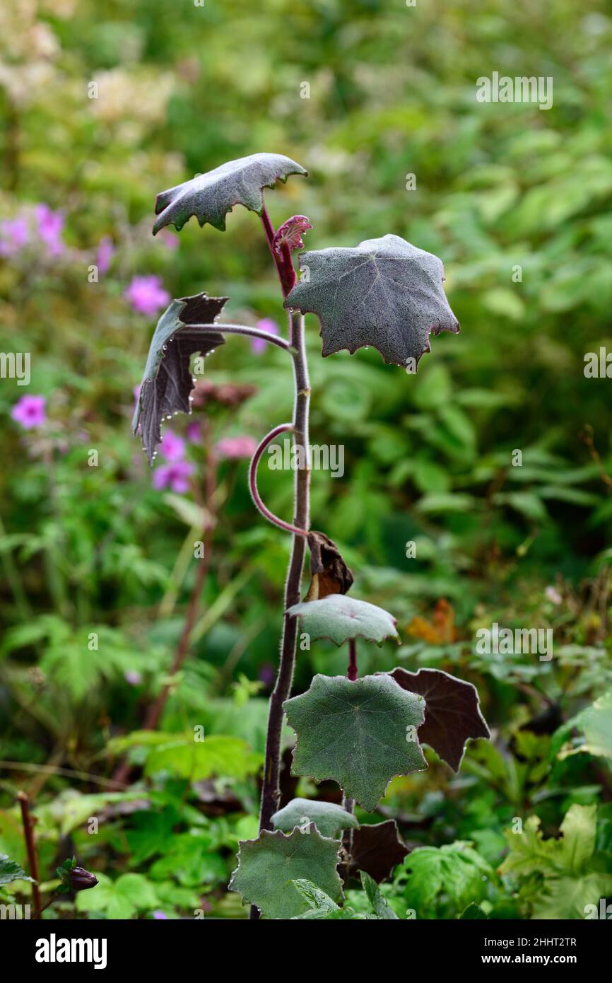senecio cristobalensis,Roldana petasitis,Red Leaved Velvet Senecio,purple leaf,leaves,foliage,tender perennial,RM Floral Stock Photo