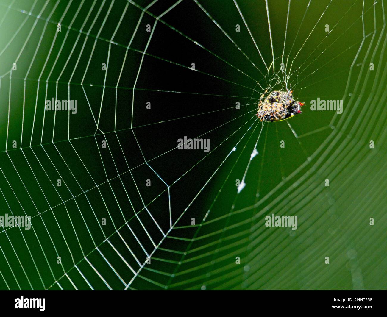 Closeup of a Spinybacked Orbweaver (Gasteracantha cancriformis) spider hanging in middle of intricate web in Vilcabamba, Ecuador. Stock Photo