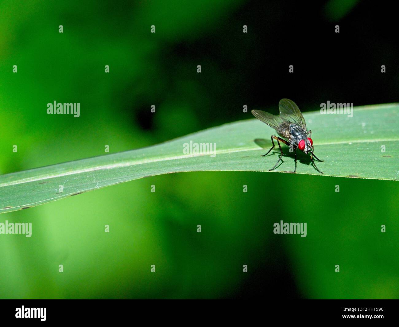 Robberfly in nature hi-res stock photography and images - Alamy