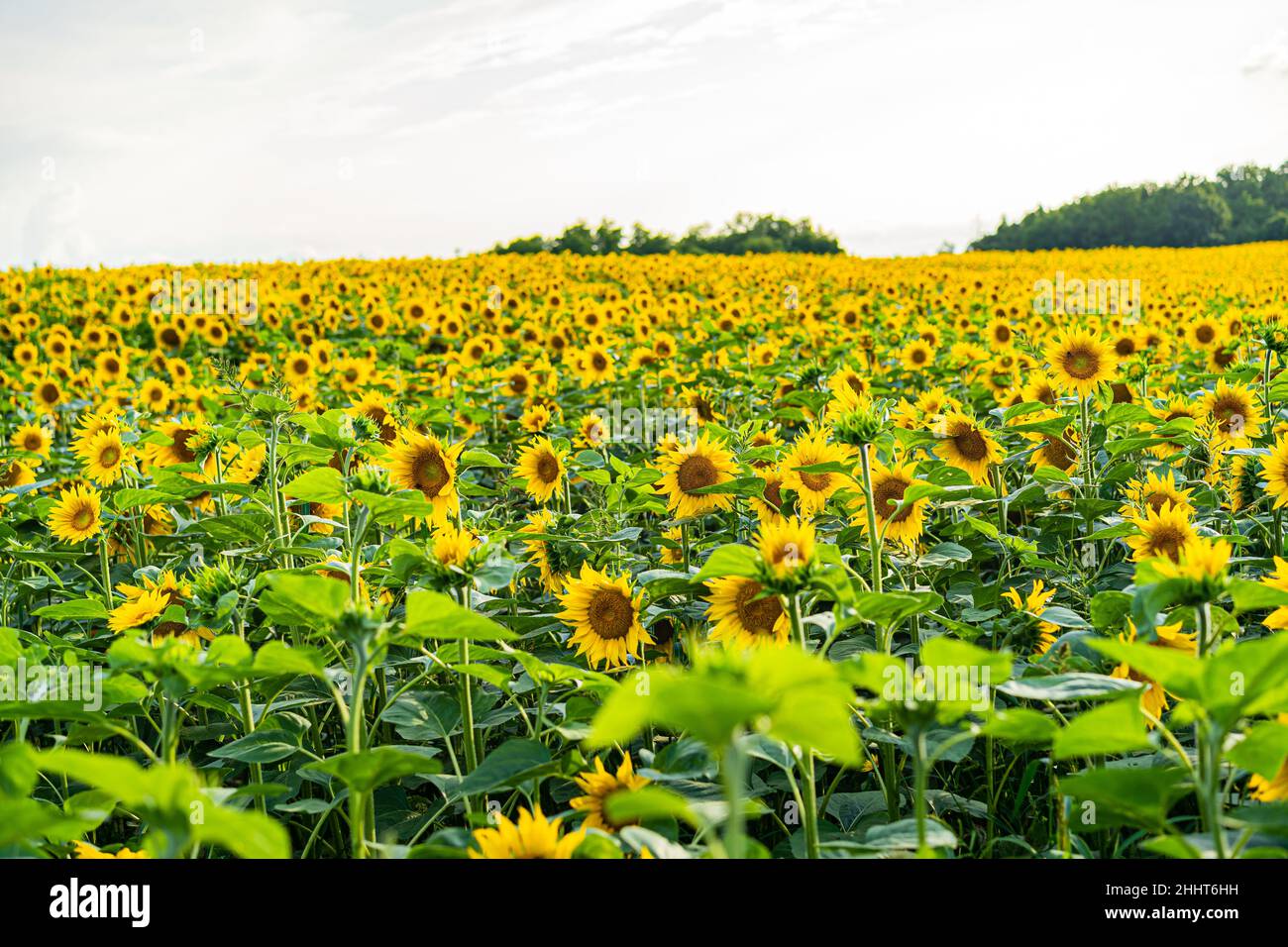 Sunflowers, field of sunflower in bloom sunflower field Stock Photo - Alamy