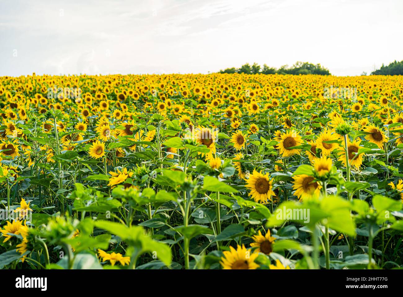 Sunflowers, field of sunflower in bloom sunflower field Stock Photo - Alamy