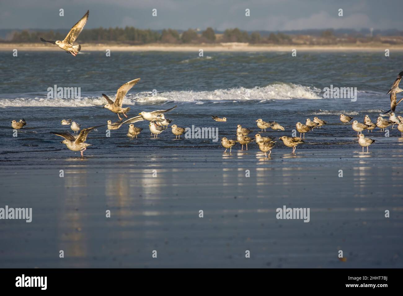 Baie de Somme, bord de mer, mouettes et goéland Stock Photo