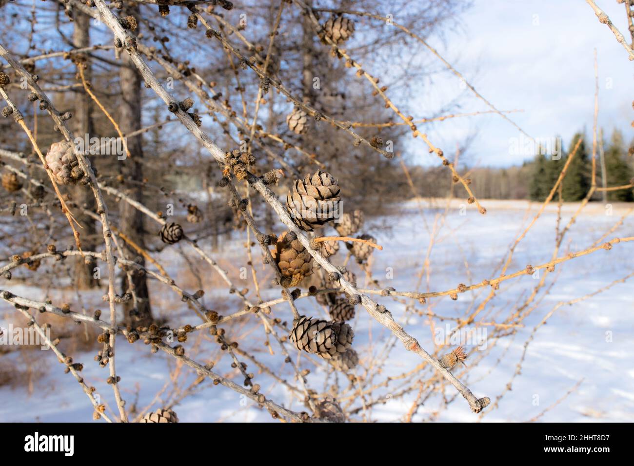 Urban park trail scenery Stock Photo - Alamy