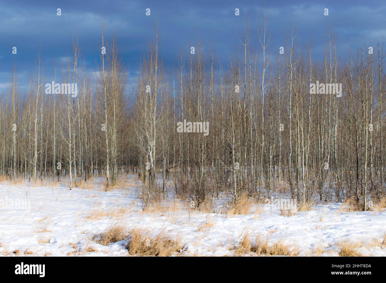 Urban park trail scenery Stock Photo - Alamy