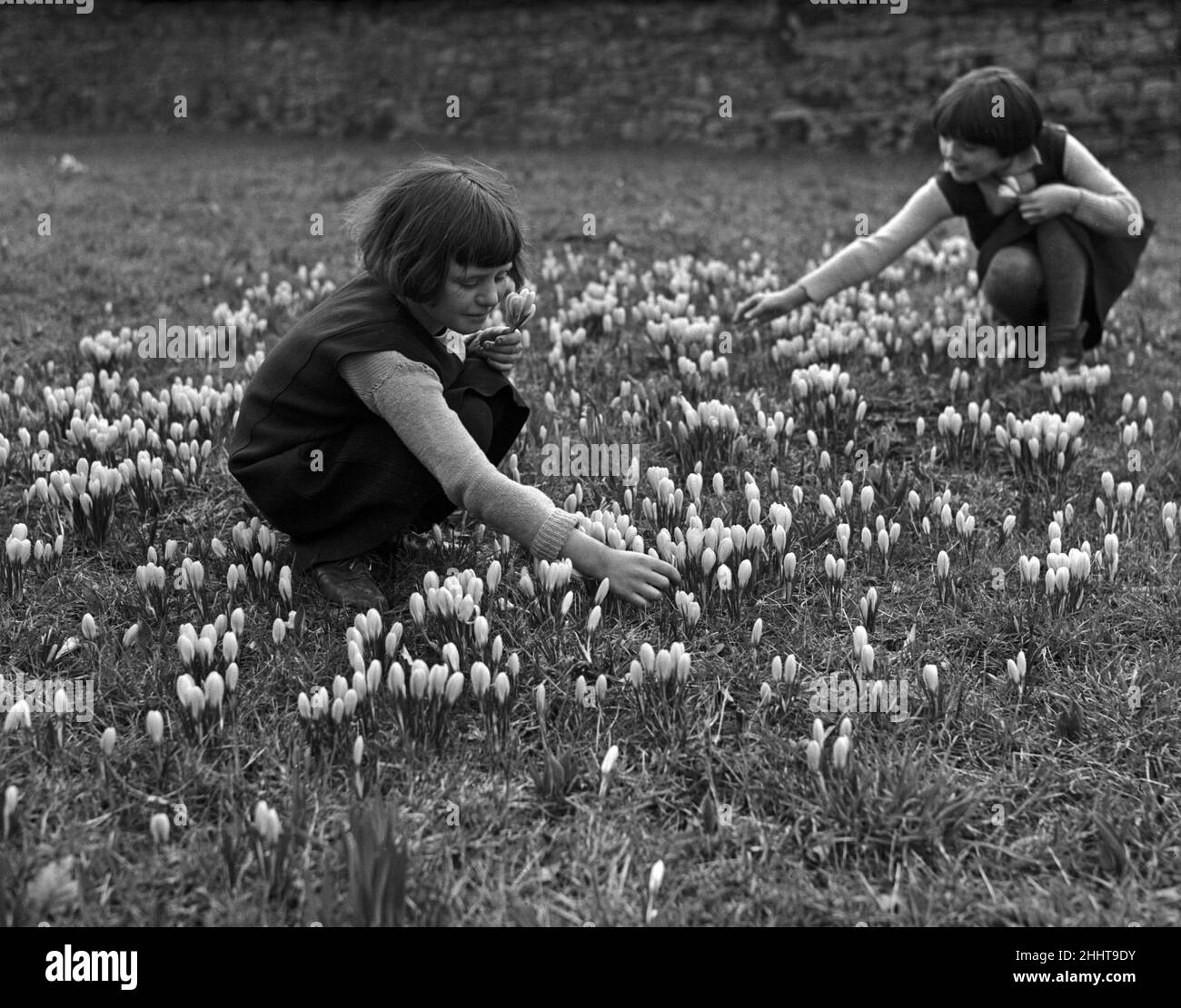 Children picking crocus flowers in the woods. Circa 1948 Stock Photo