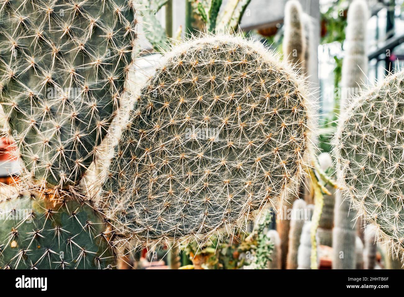 Hairy flat cactus Opuntia or pear cactus n the greenhouse, close-up Stock Photo