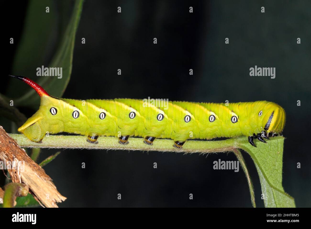 Convolvulus Hawk Moth caterpillar, Agrius convolvuli. Coffs Harbour, NSW, Australia Stock Photo