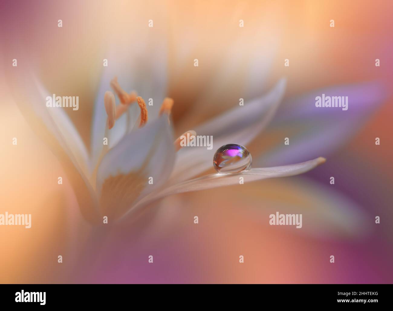 Beautiful Macro Photo.Colorful Flowers.Border Art Design.Magic Light.Close up Photography.Conceptual Abstract Image.Violet and Orange Background.Water Stock Photo