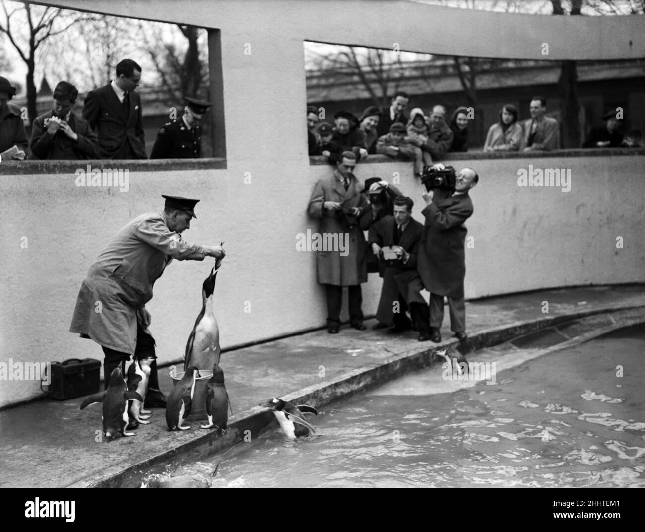 The first Emperor Penguin at London Zoo. 31st March 1950. Stock Photo