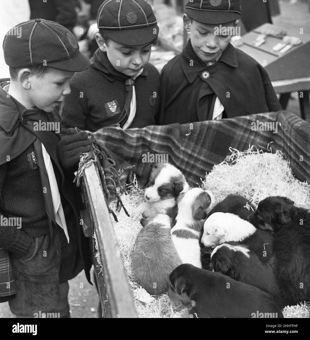 Puppies for sale at a stall in the flea market at Club Row, Bethnal