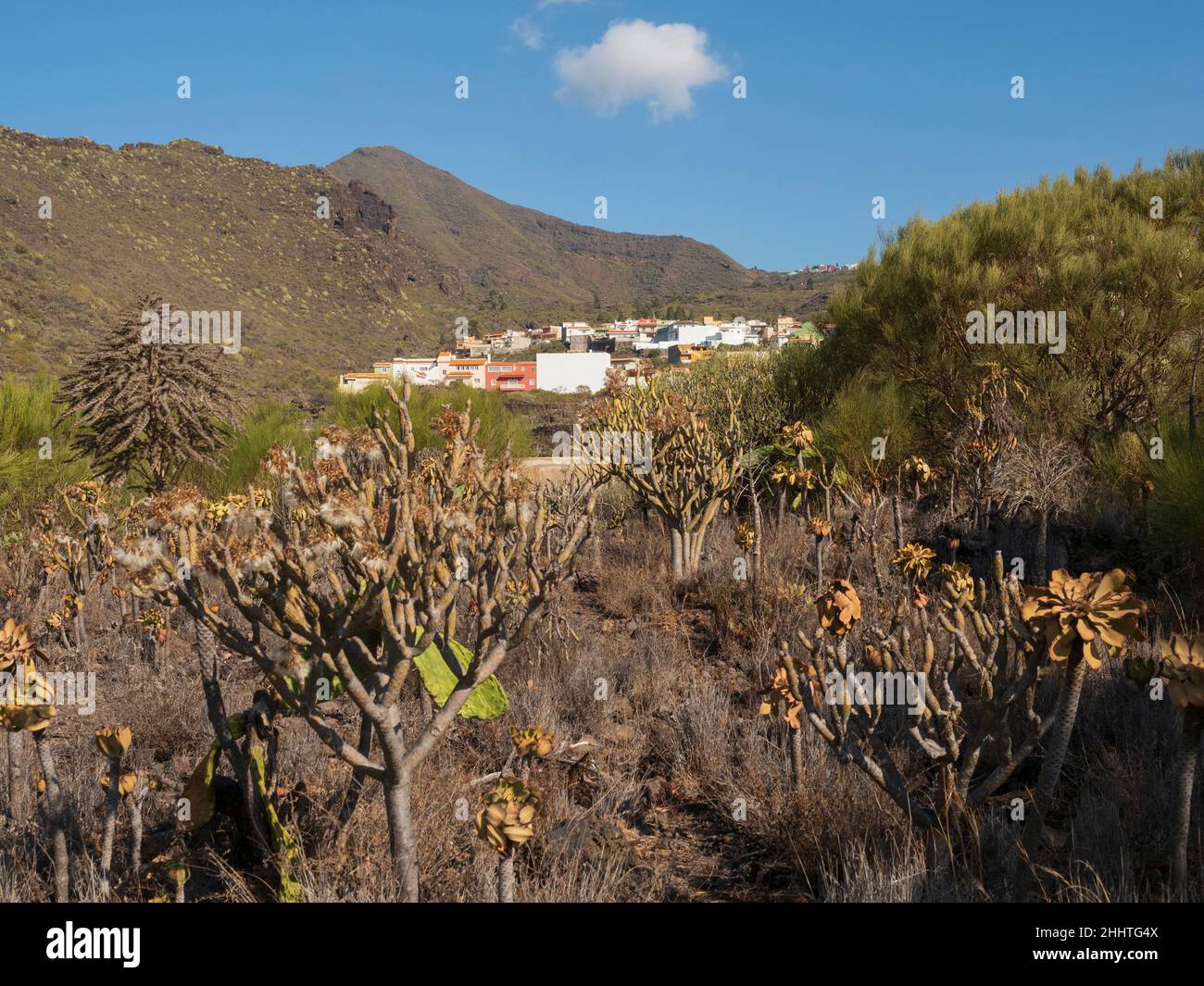 Tamaimo, Santiago del Teide, town in Tenerife. Stock Photo