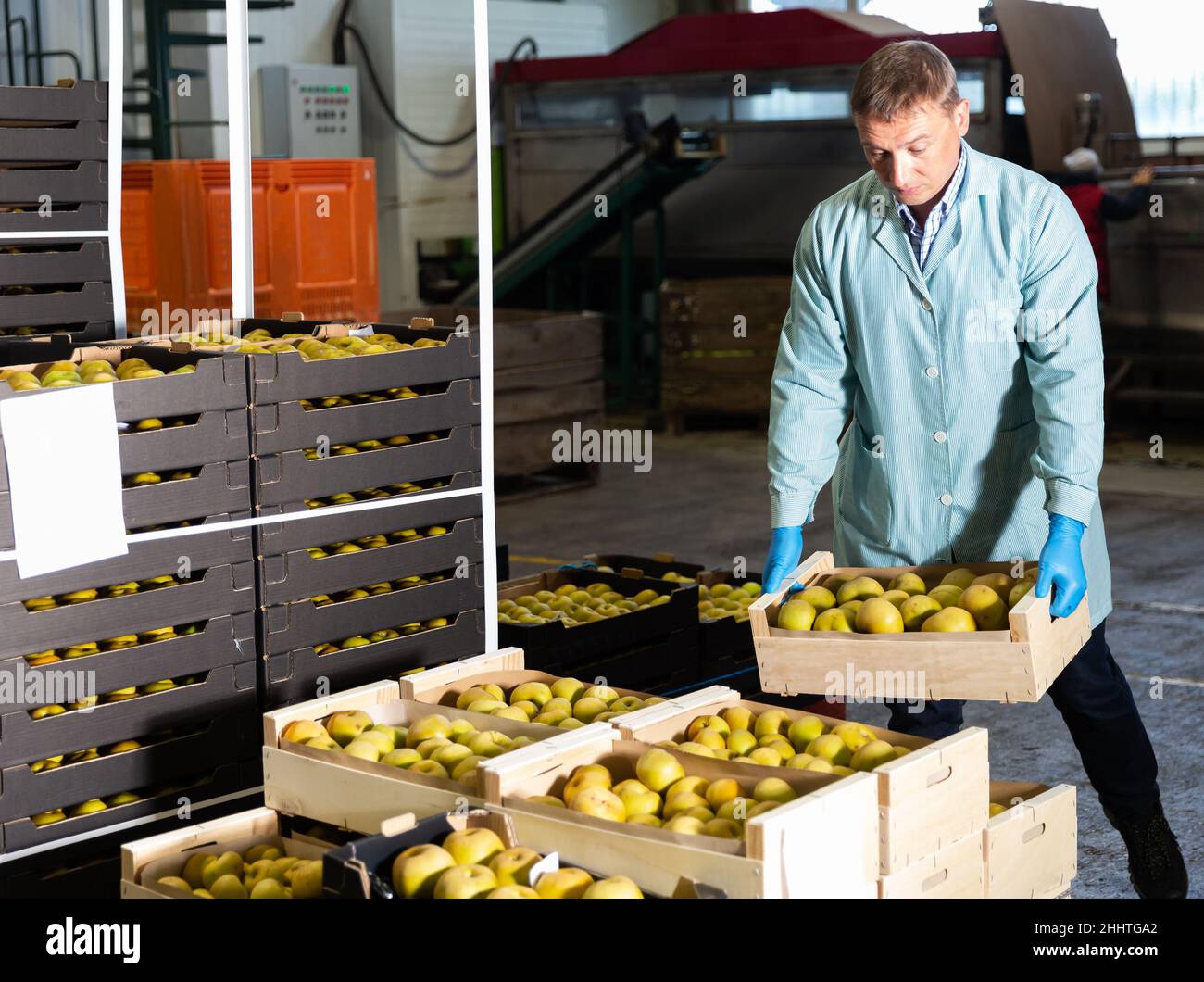 Man arranges boxes with apples at factory Stock Photo