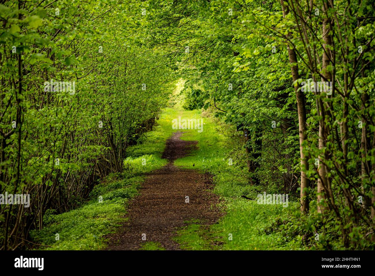 Straight path through a spring-like forest, section of the 'Burgensteig X2' hiking trail, near Eschenbruch, Teutoburg Forest, Germany Stock Photo
