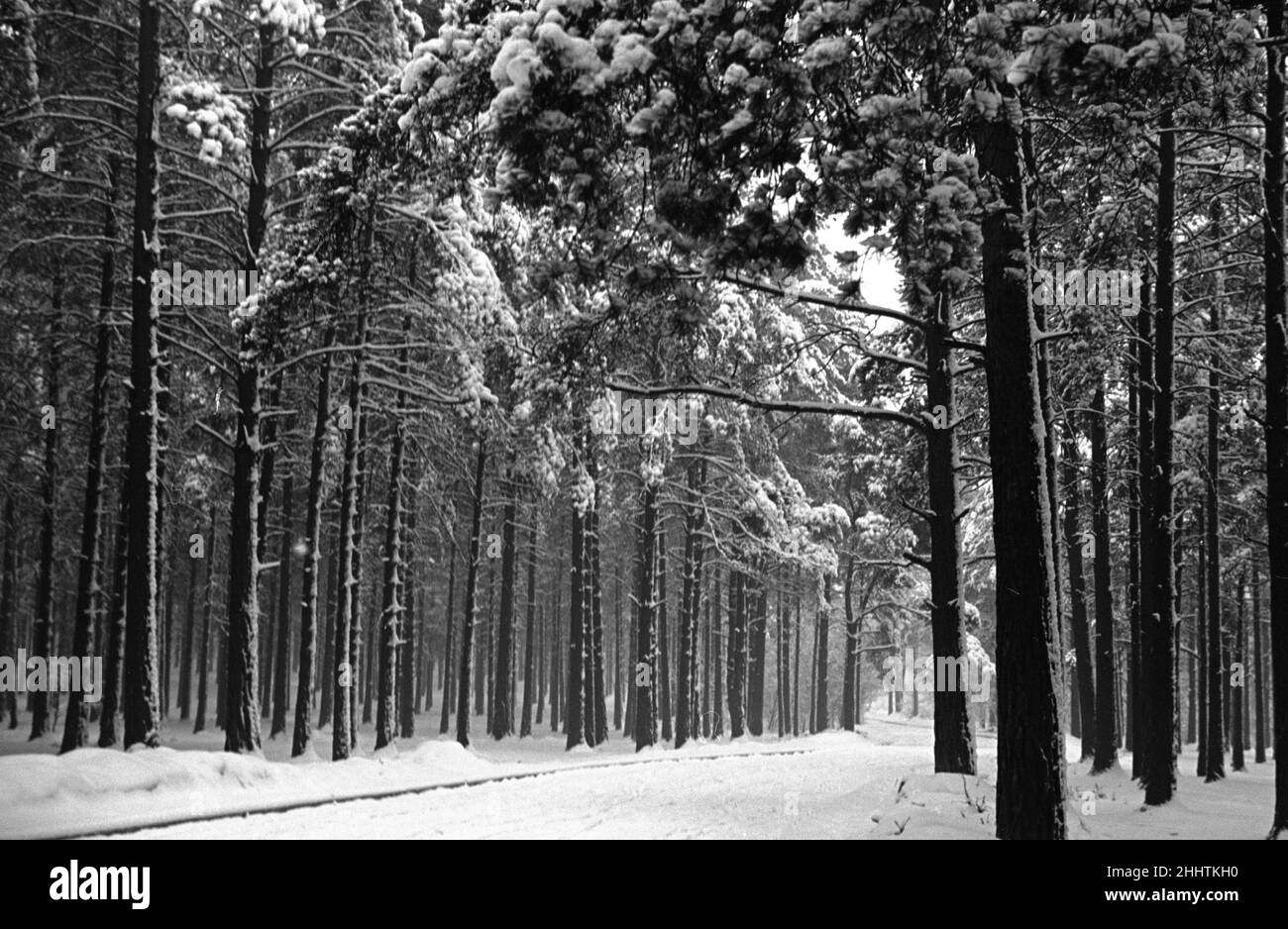 Snow Scenes at Oxshott during the winter of 1940 L104 Stock Photo