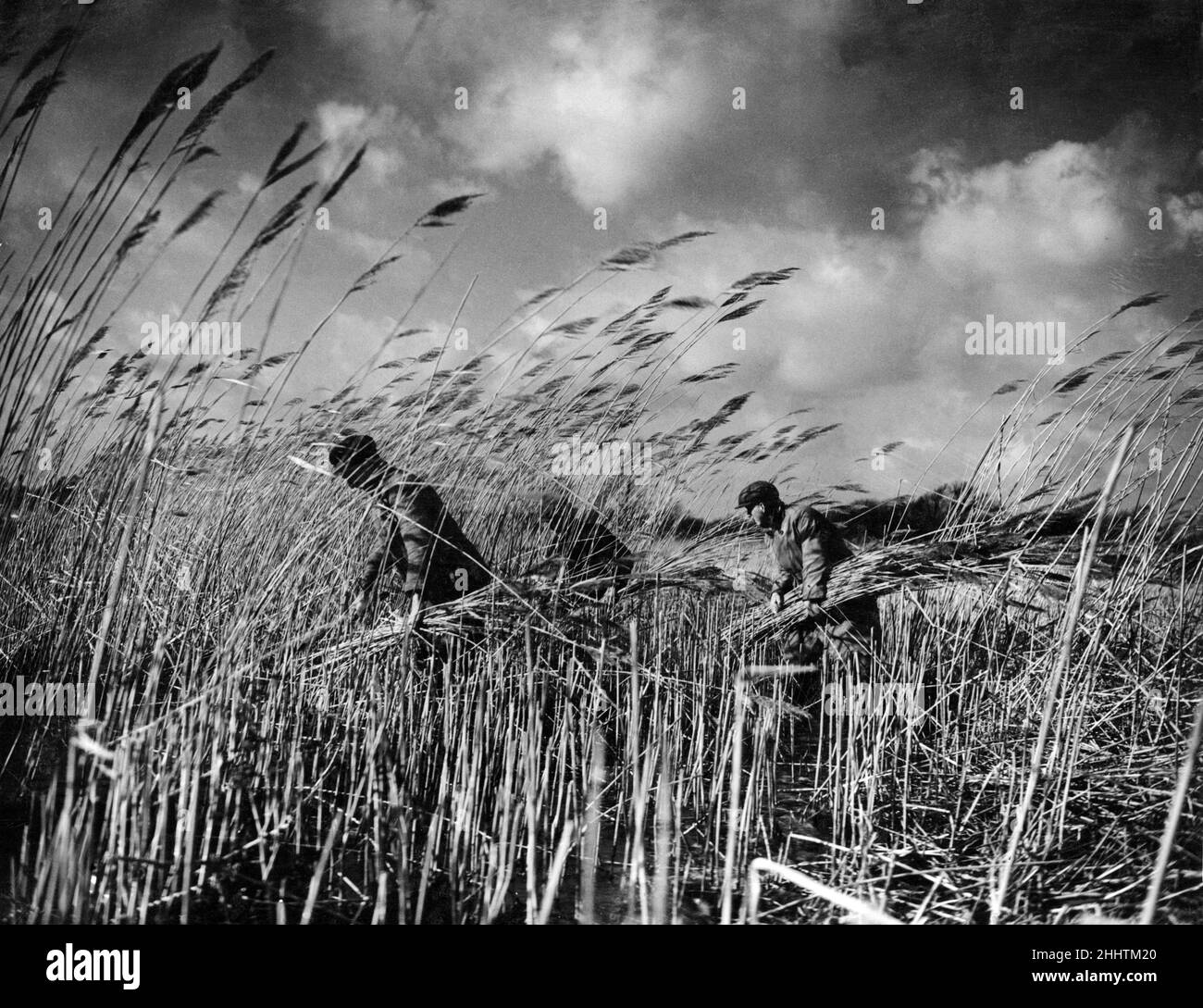 Cutting reeds in Norfolk. 12th February 1938 Stock Photo - Alamy