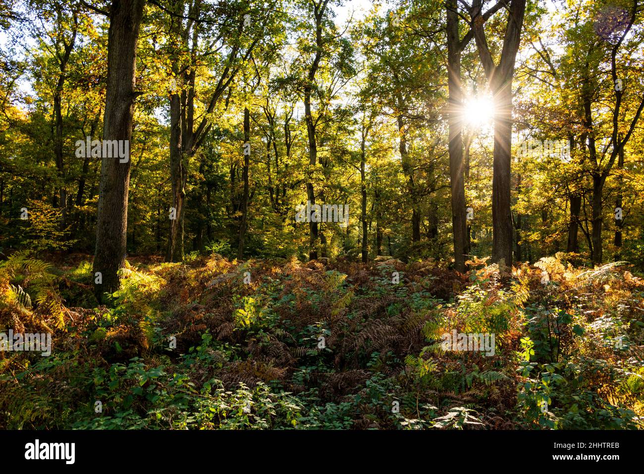 Idyllic forest scene with the warm evening sun shining through the trees of a tranquil autumn forest, Reinhardswald, Hesse, Germany Stock Photo