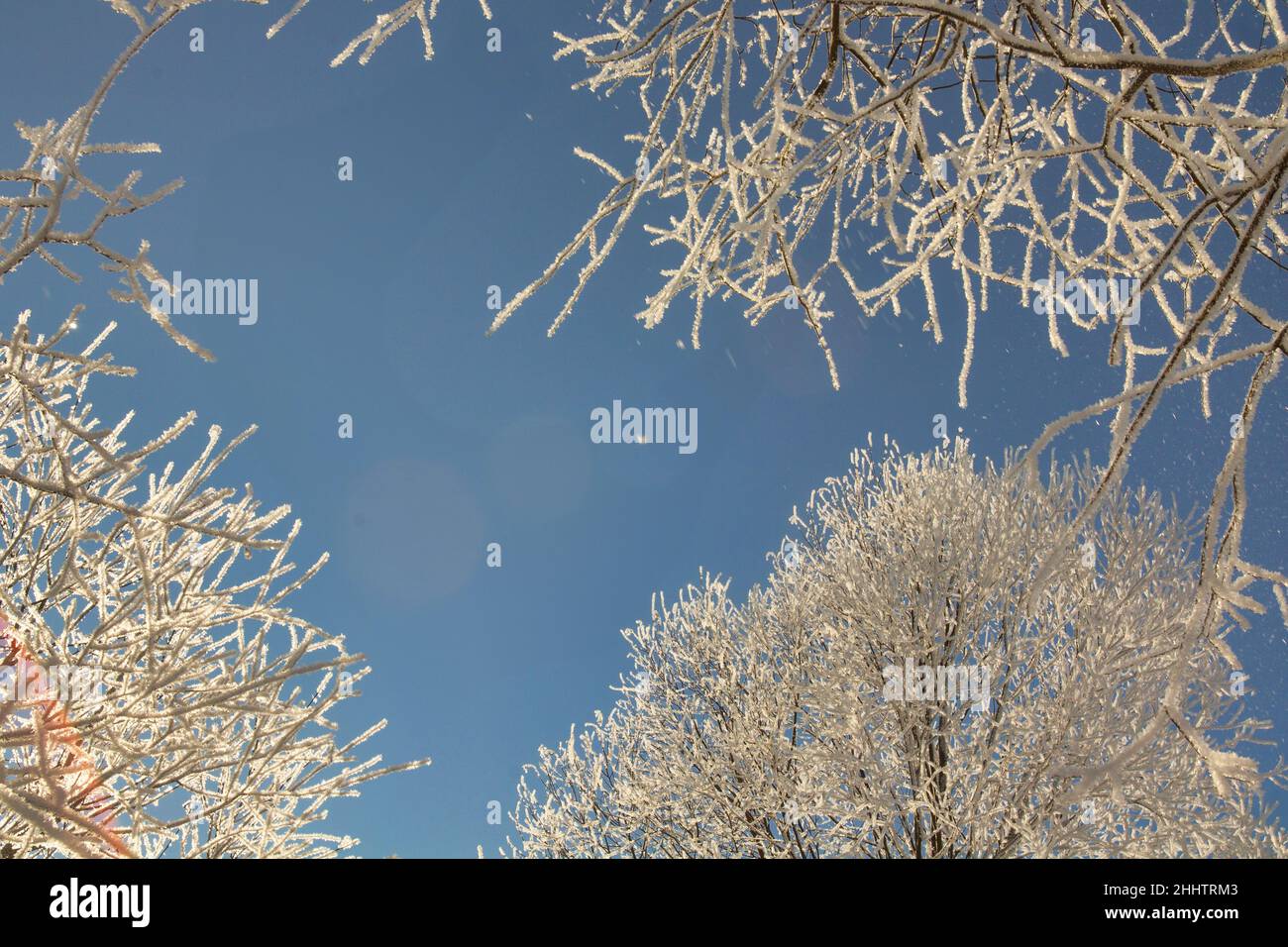 Low angle shot of trees covered in the frost under the sunlight and a ...