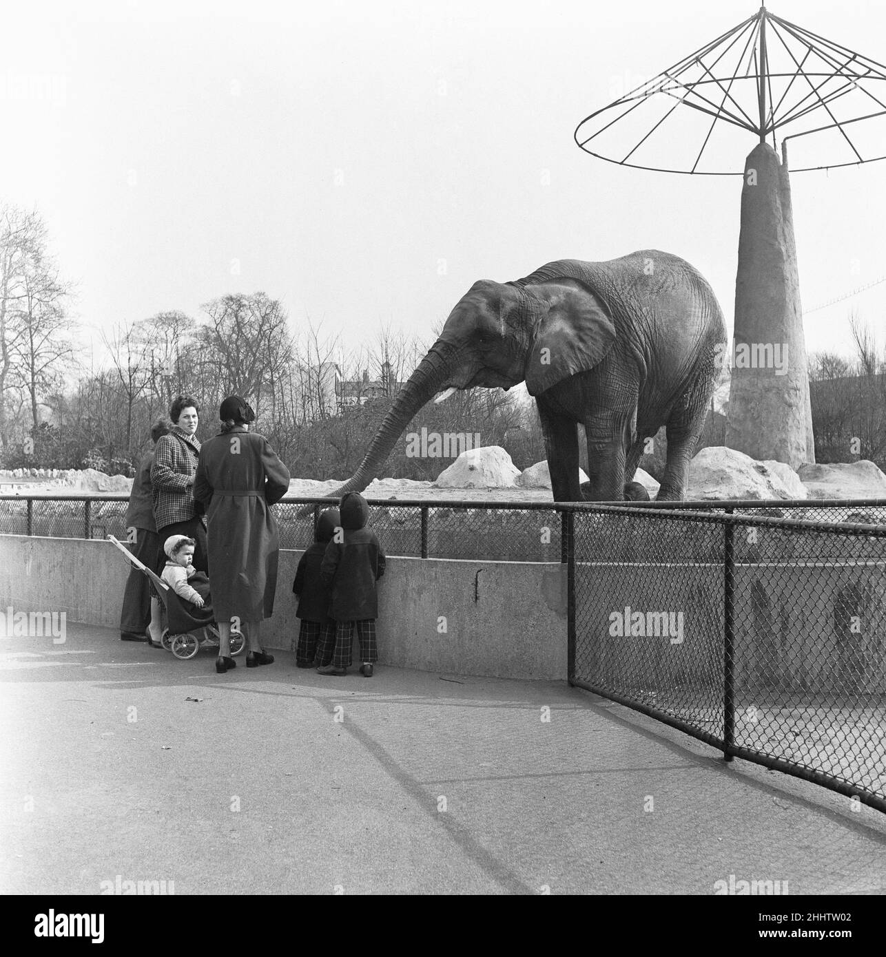 Elephants at the London Zoo Elephant House in Regents Park. 26th March