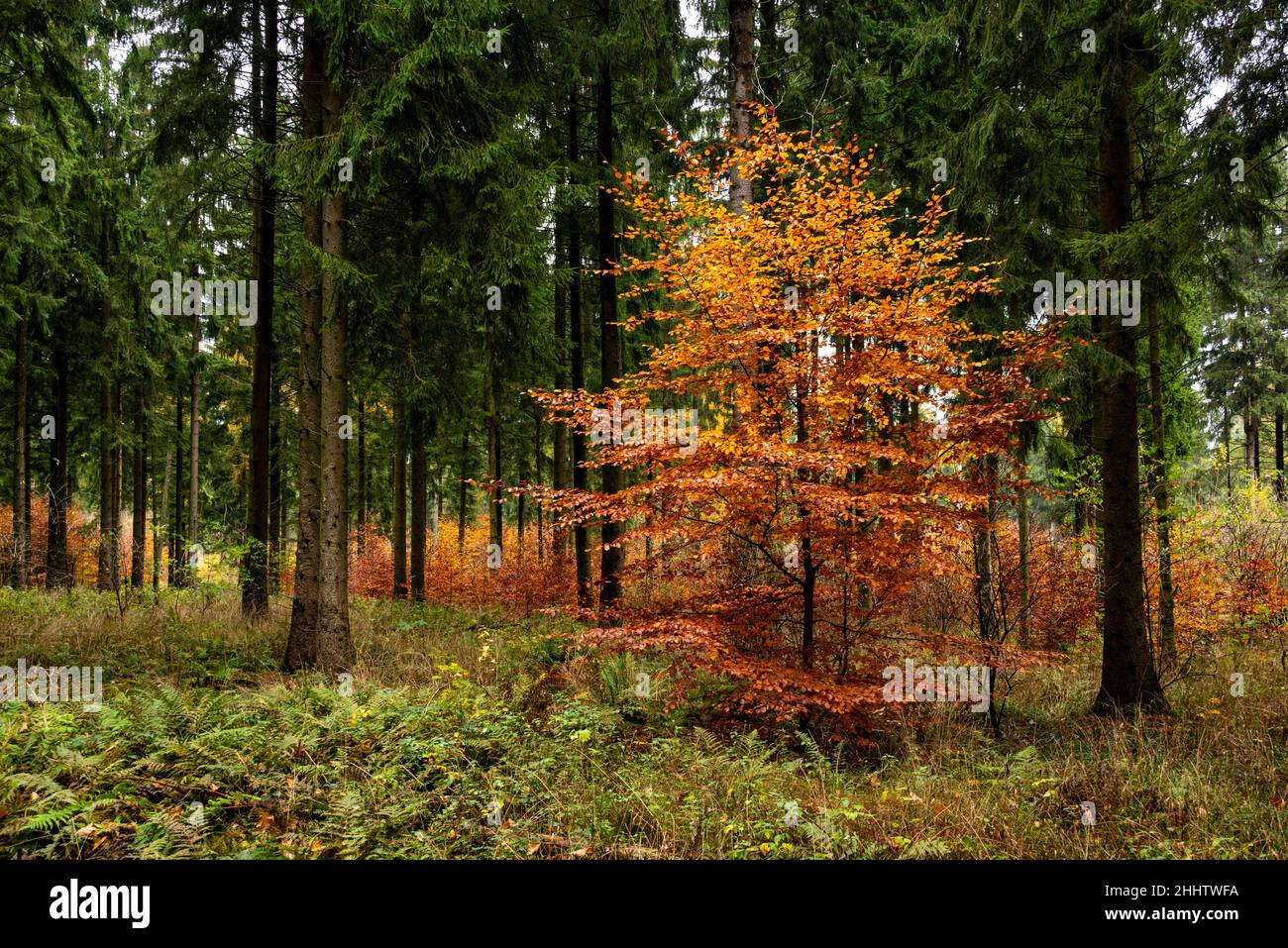 Single beech tree with autumn leaves, forming a beautiful contrast to the dark green of the surrounding coniferous forest, Süntel, Germany Stock Photo
