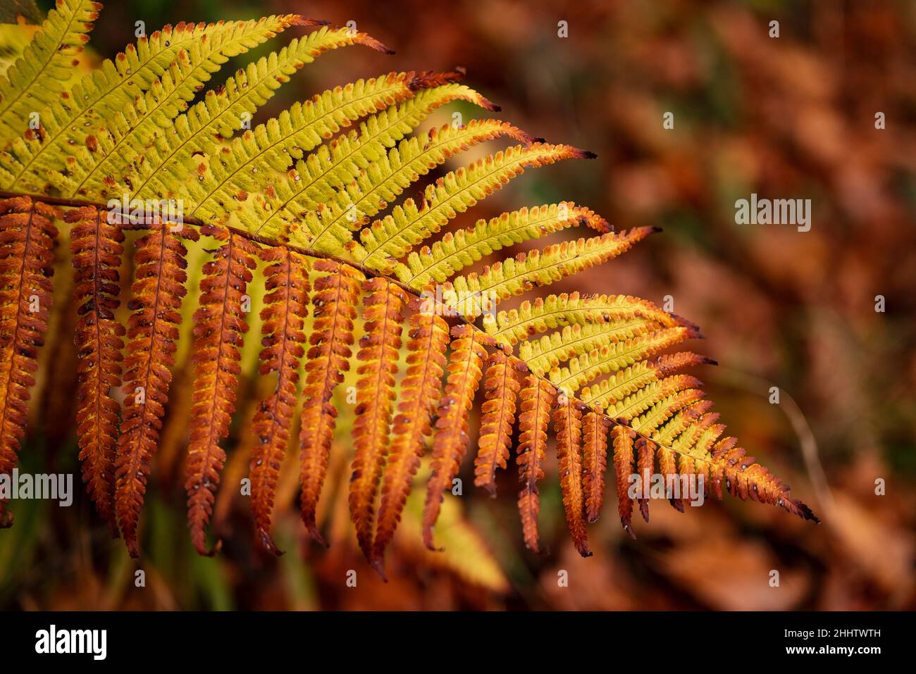 Full frame close-up of the two-colored fern frond of a common lady fern (Athyrium filix-femina) in an autumnal forest, suitable as natural background Stock Photo